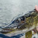 Northern Pike fishing in Canada